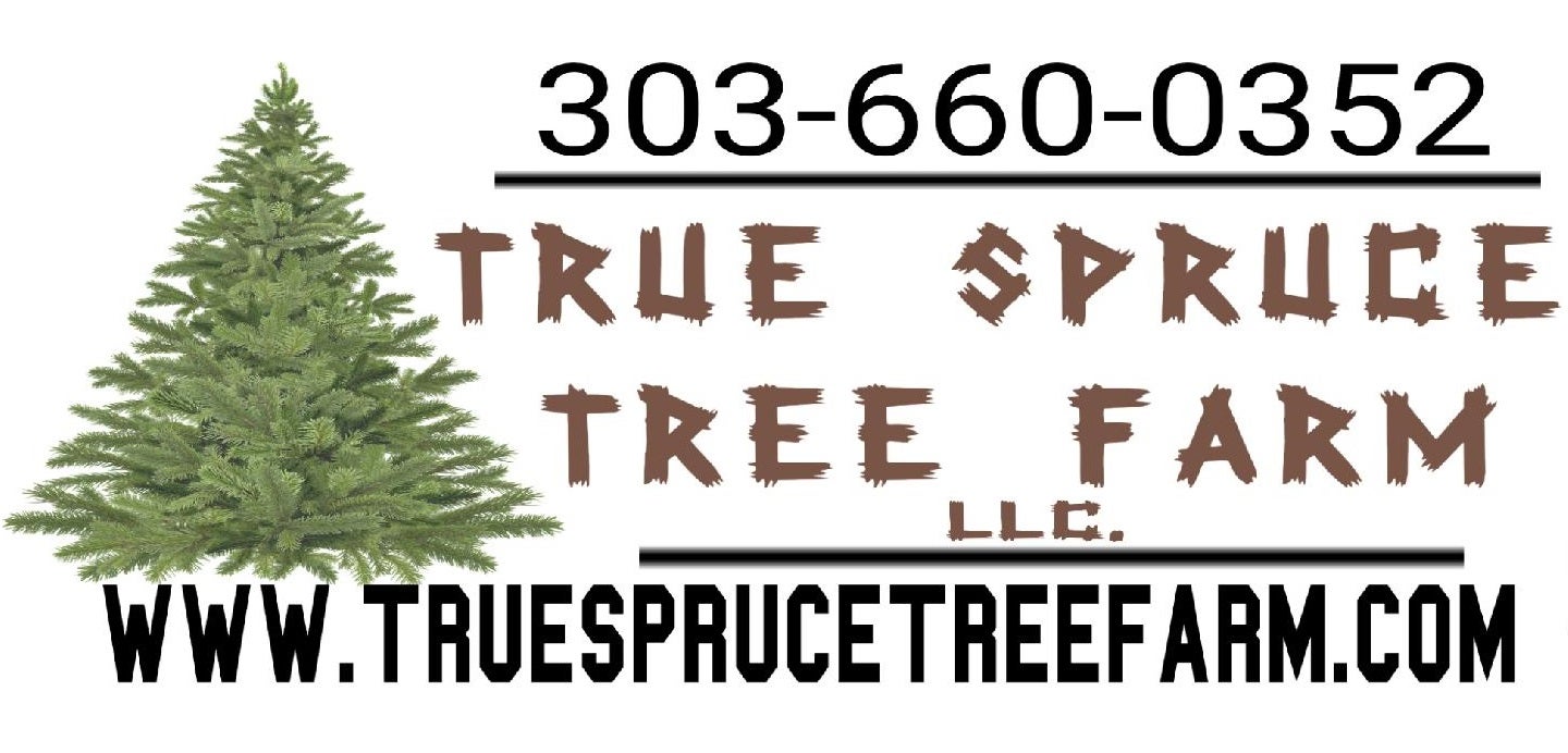 Blue Spruce — Mile High Tree Farm